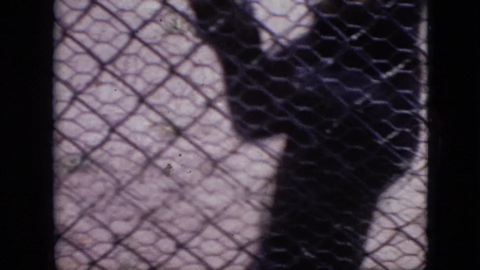 The final frame shows the bear's dark body behind chain-link fencing, with a pale ground or wall surface and soft 8mm grain visible.