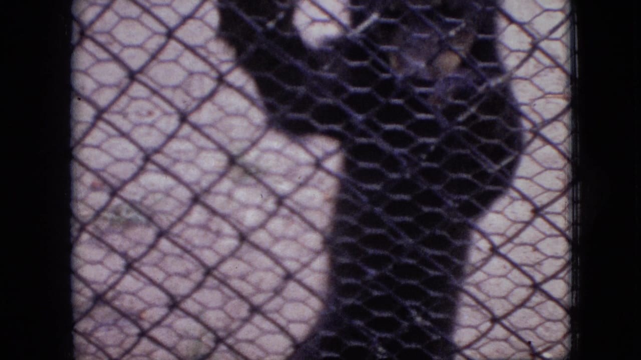 Young dark bear stands upright behind a chain-link zoo fence in 1968 Branson, Missouri home-movie footage.