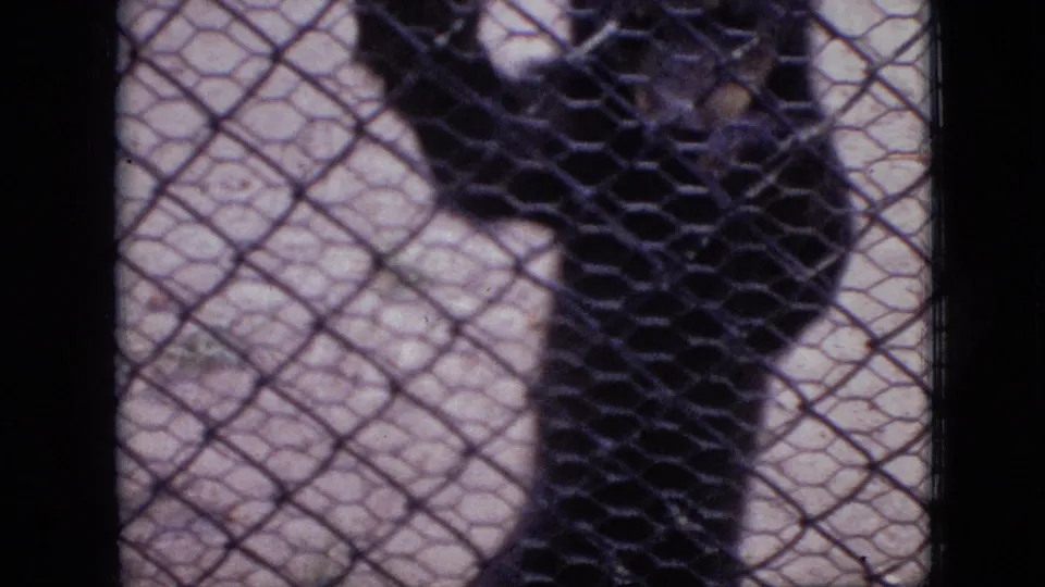 Young dark bear stands upright behind a chain-link zoo fence in 1968 Branson, Missouri home-movie footage.