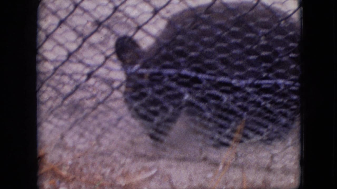 Bear partly visible behind zoo fence on bare ground.