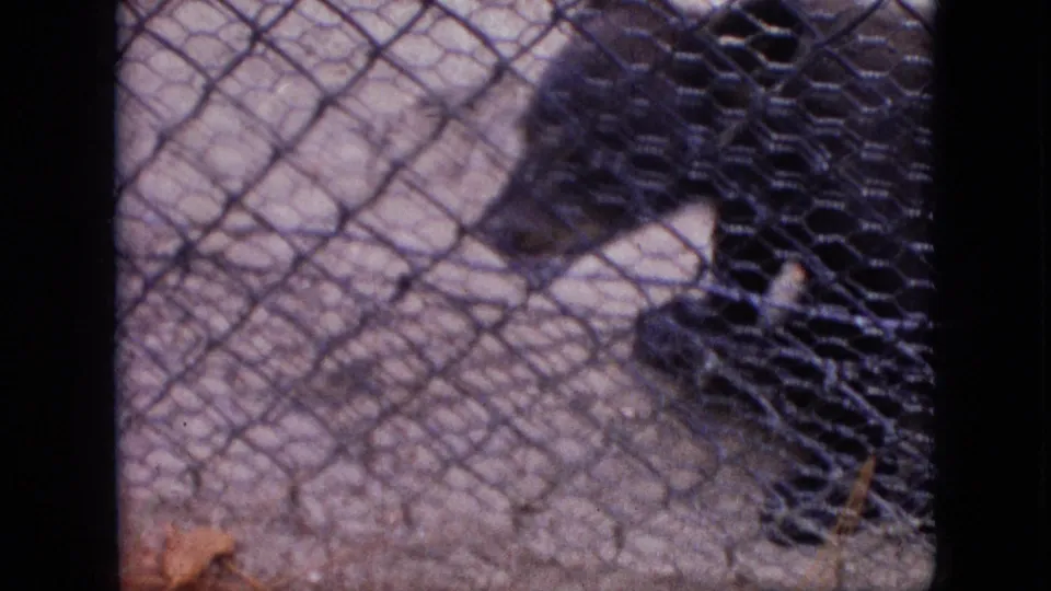 The bear appears lower in the frame behind chain-link fencing, with gravel ground and 8mm film softness visible.