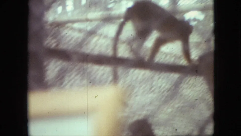 A monkey climbs along a branch or rail in a zoo enclosure, seen in soft, faded 1968 home-movie color.