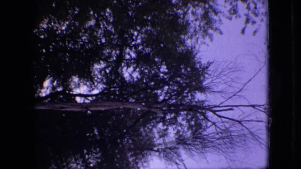 1968 Branson, Missouri 8mm frame with dark trees, bare branch lines, and a purple-tinted sky in an unsteady home-movie view.