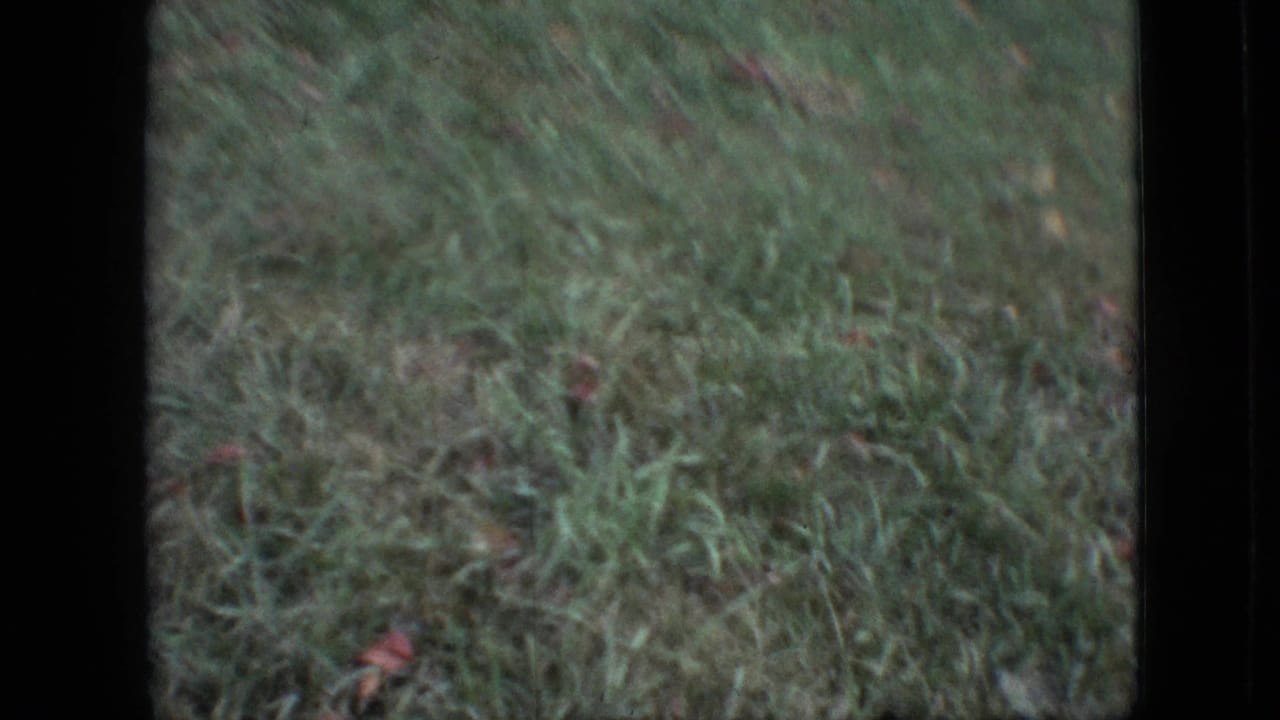 Close view of grass with scattered leaves and dark film borders.