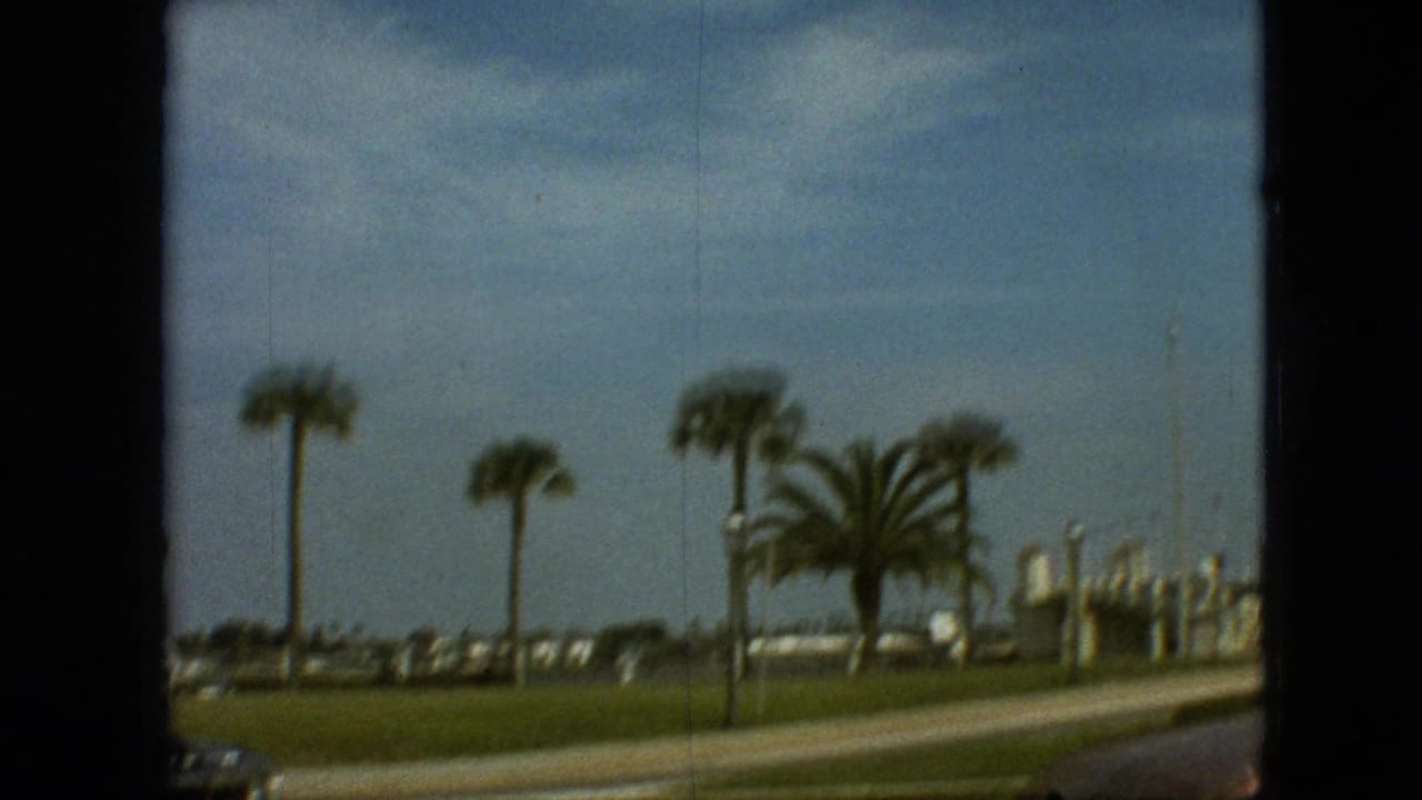 Palm trees beside a sunny roadside with grass, distant buildings, and a blue sky.