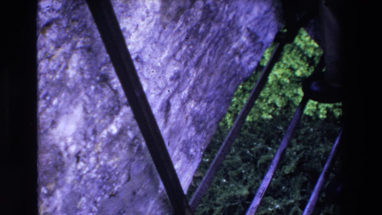 Metal fence bars over purple-tinted stone and green moss below.