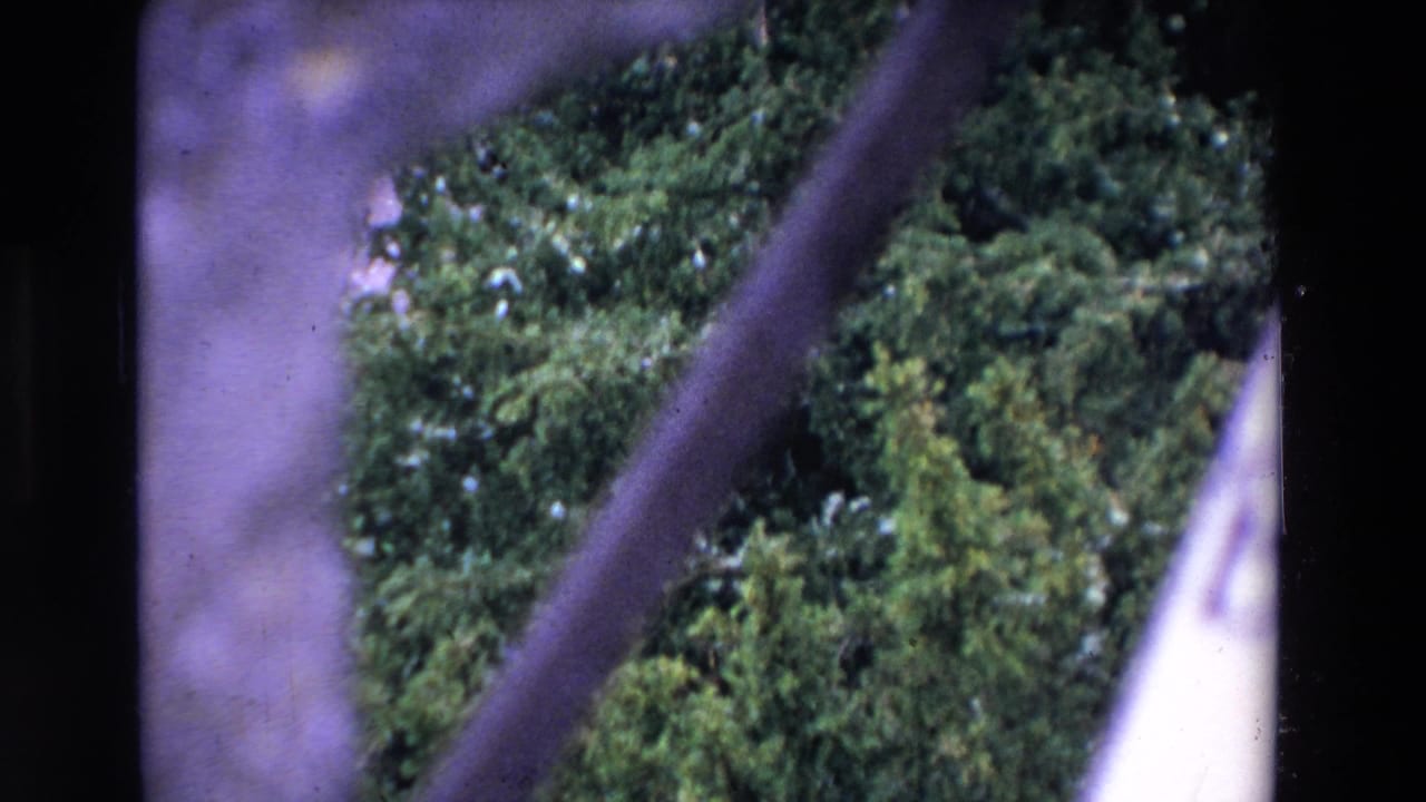 1969 Ireland 8mm frame showing dense evergreen trees with pale snow highlights, partially blocked by dark diagonal foreground bars and a central vertical strip.