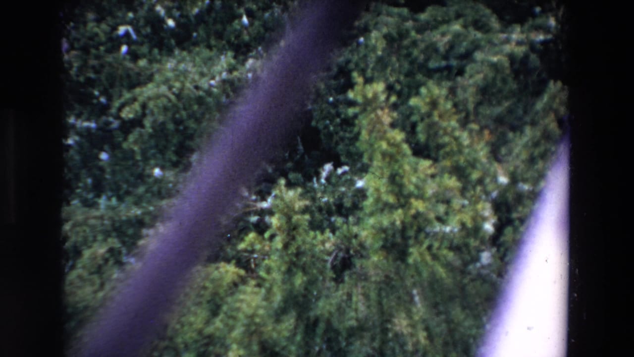Evergreen trees with pale highlights and a white board edge at the right.