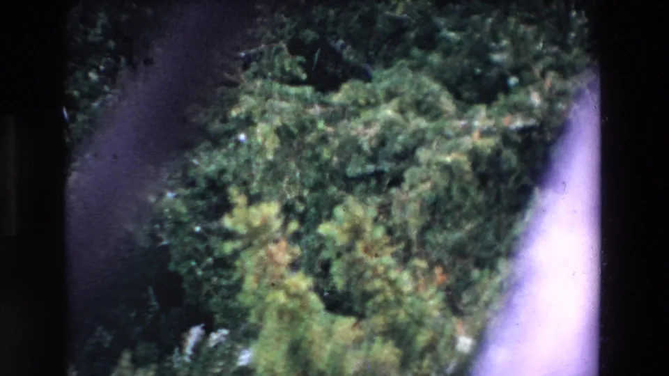 1969 Ireland 8mm frame showing closer, softer evergreen foliage with a pale board or sign edge and dark foreground obstructions crossing the view.