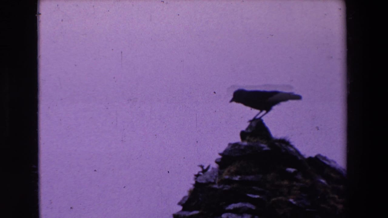 Dark bird perched on a rocky ledge against a pale sky.