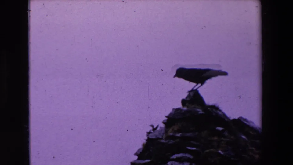 1969 Ireland 8mm frame showing a silhouetted bird standing on a rocky ledge against a pale purple-gray sky.