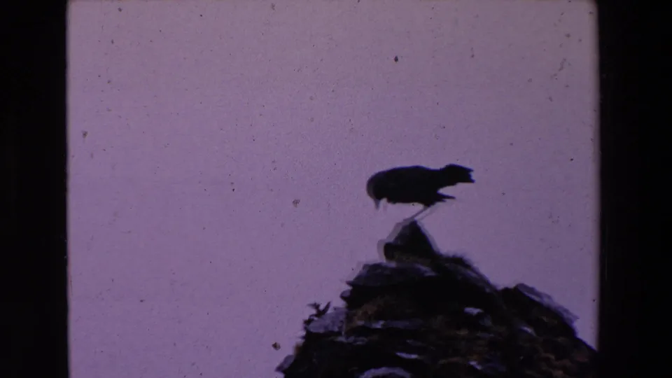 1969 Ireland 8mm frame with a dark bird silhouette bending or pecking on a rugged rock outcrop beneath an overcast-looking sky.