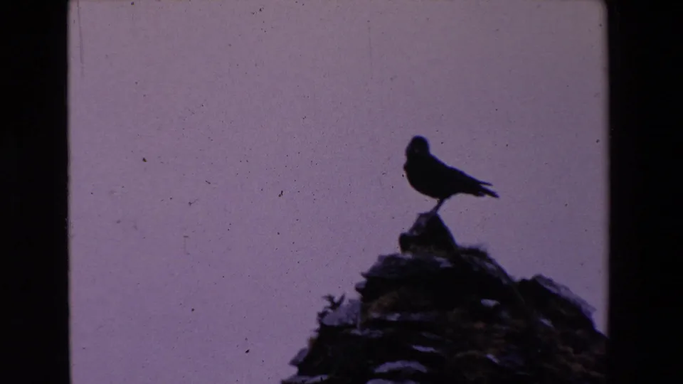 1969 Ireland 8mm frame showing the silhouetted bird upright on a rocky cliff edge, isolated against a pale purple-gray sky.
