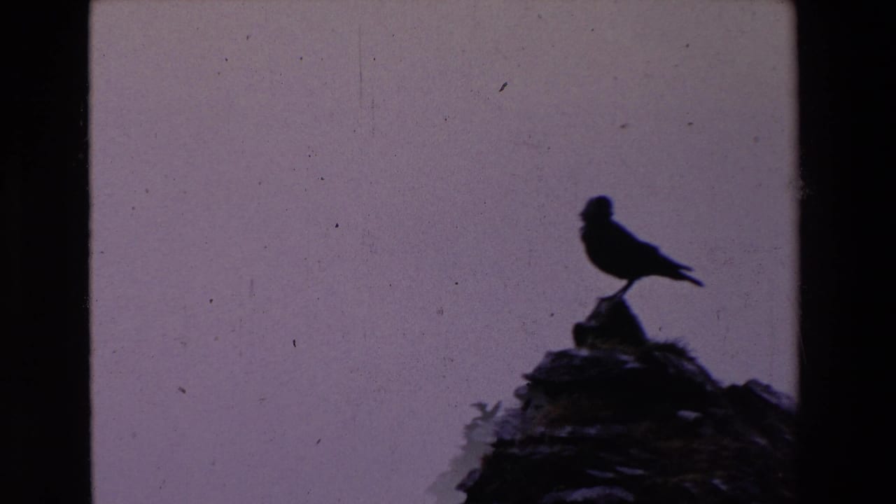 In 1969 Ireland footage, a dark bird silhouette stands upright on uneven rocks against a pale overcast sky, with 8mm film grain and frame edges visible.