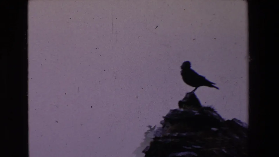 In 1969 Ireland footage, a dark bird silhouette stands upright on uneven rocks against a pale overcast sky, with 8mm film grain and frame edges visible.