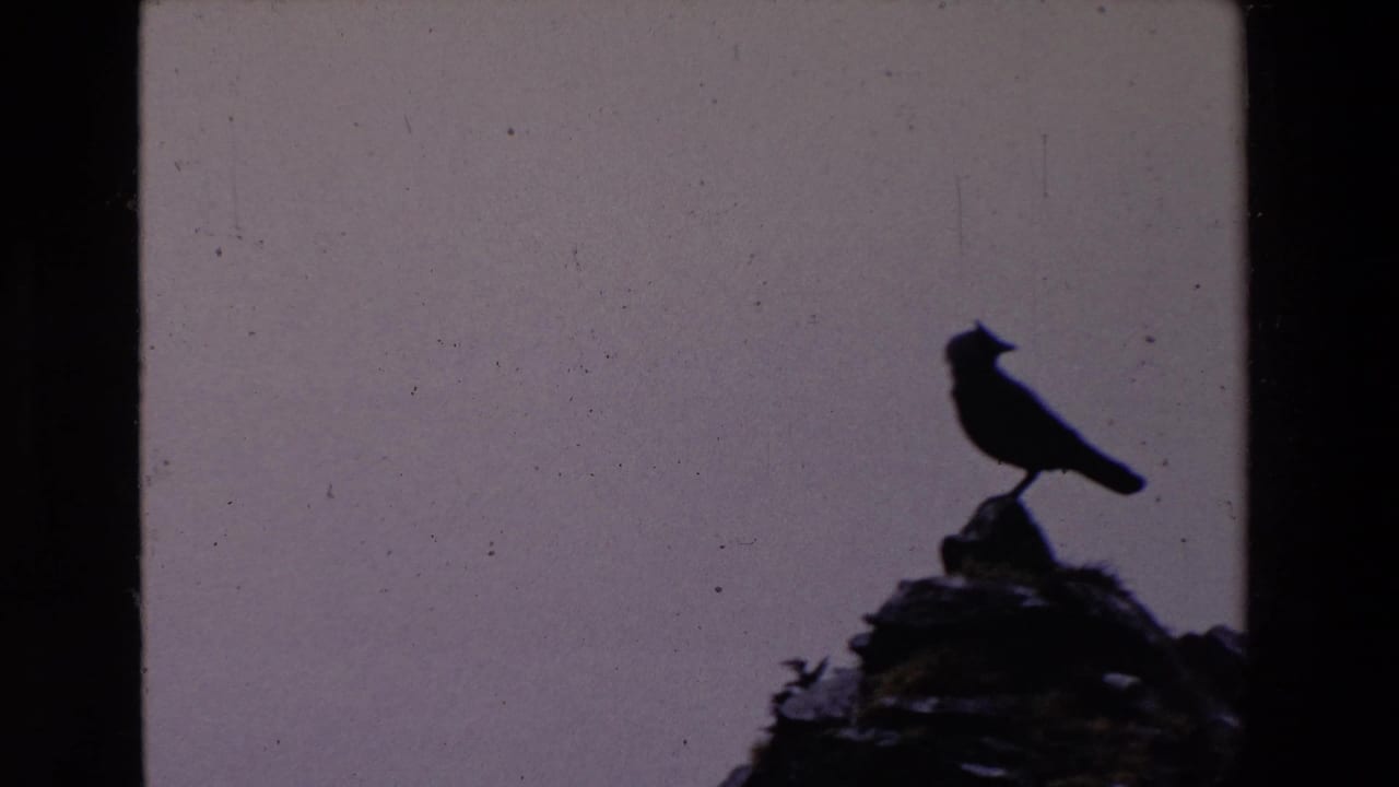 A silhouetted bird remains perched on a rocky mound in the Ireland home-movie footage, isolated against a muted sky with visible 8mm dust and scratches.