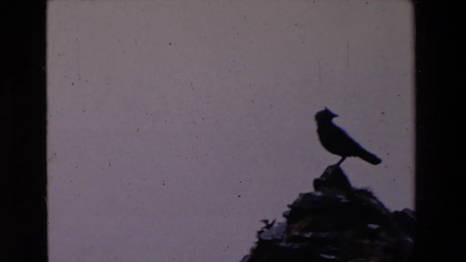 A silhouetted bird remains perched on a rocky mound in the Ireland home-movie footage, isolated against a muted sky with visible 8mm dust and scratches.