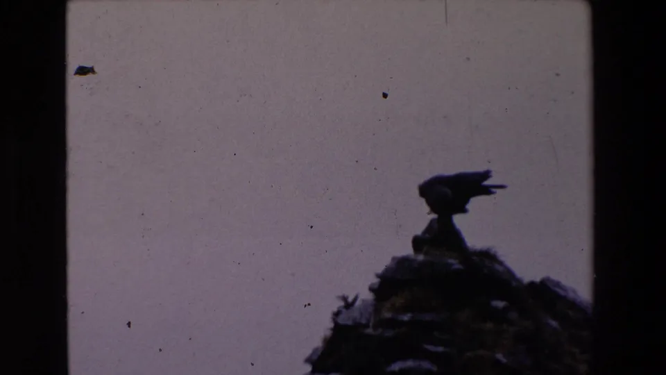 The bird bends forward on the rocky outcrop, appearing to peck or shift its footing, while the pale sky and grainy 8mm texture remain visible.