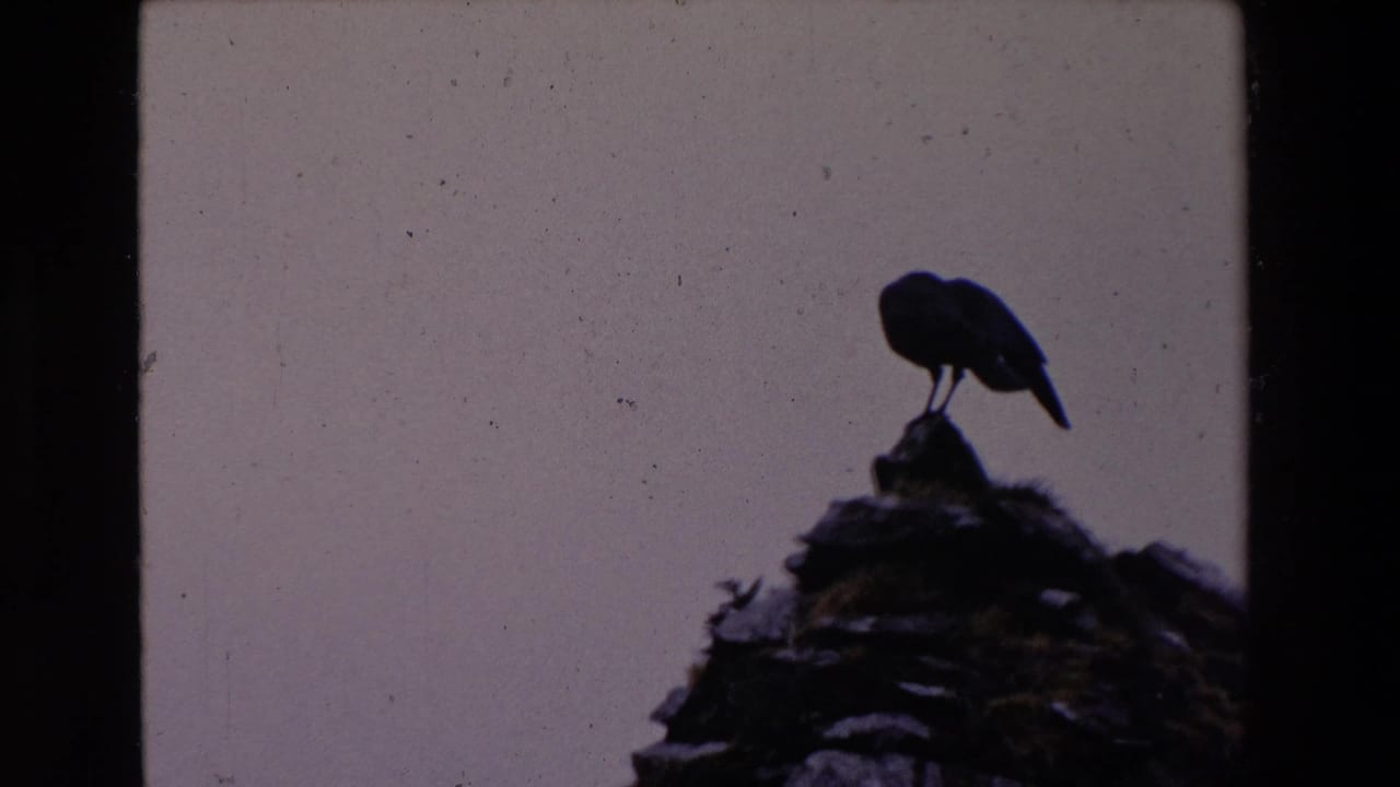 A silhouetted bird appears perched on a rock in 1969 Ireland home-movie footage, with soft focus and visible film grain.