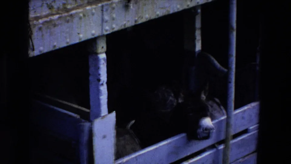 Close 8mm frame from the Ireland clip showing a donkey in a metal pen, with riveted structure and dark enclosure suggesting transport conditions.