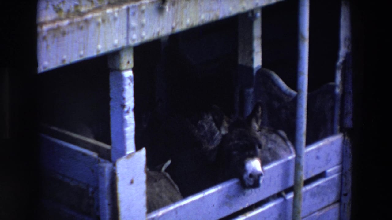 A dark-coated donkey with a white muzzle looks out through slatted wooden stall boards in 1969 Ireland 8mm home-movie footage.