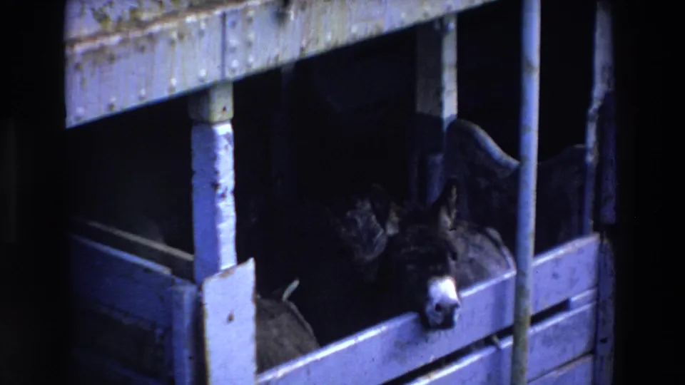 A dark-coated donkey with a white muzzle looks out through slatted wooden stall boards in 1969 Ireland 8mm home-movie footage.