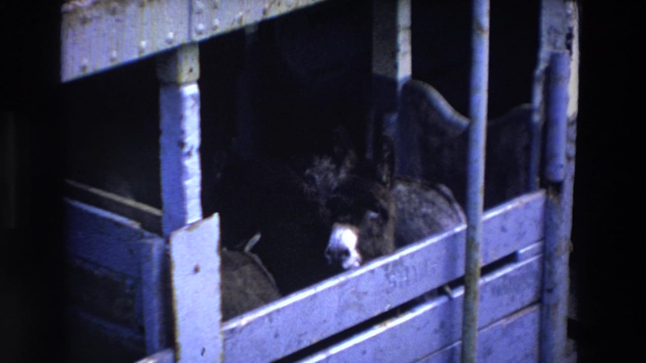 The donkey remains inside the weathered stable pen, its head near the rail and its face partly lit against the dark interior.