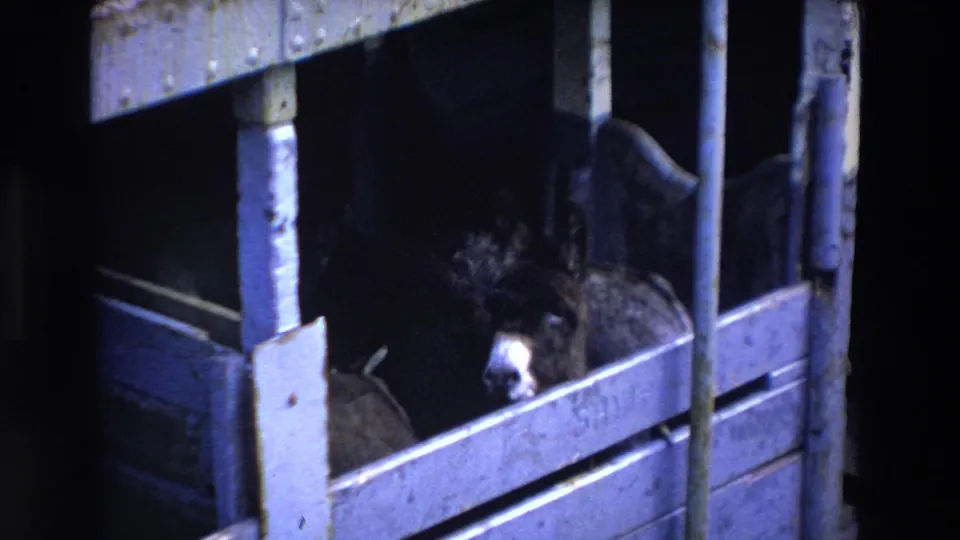 The donkey remains inside the weathered stable pen, its head near the rail and its face partly lit against the dark interior.