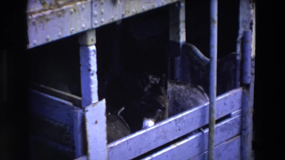 The donkey is partly obscured by vertical posts and slatted boards as it stands in the dim wooden stable shown in the 1969 Ireland footage.