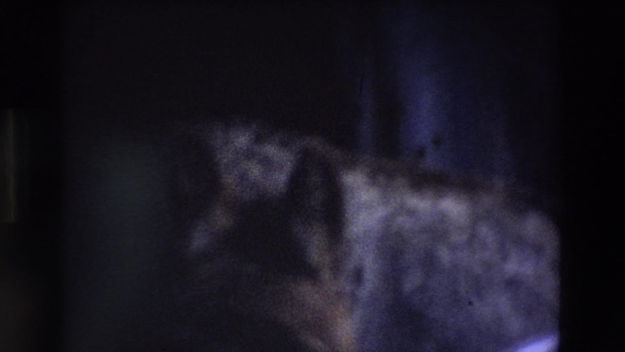 Blurred dog head and body behind dark cage bars.