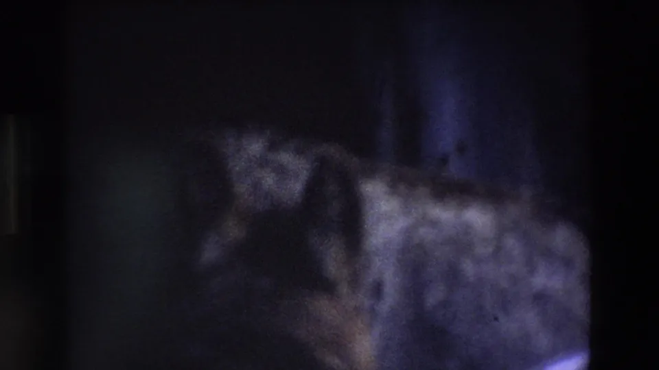 The dog is partly visible as a blurred dark form behind cage bars, with cool color shift and heavy grain from the 8mm scan.
