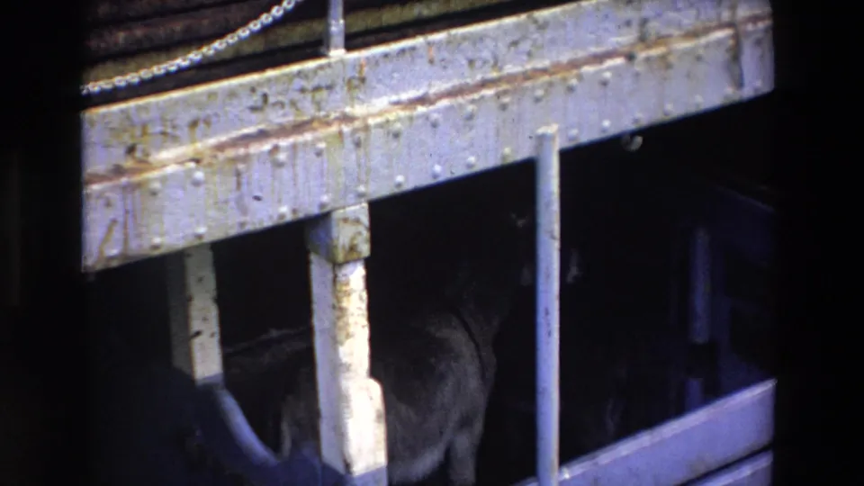 A weathered riveted metal rail and vertical supports cross the frame while the dark dog remains partly visible below inside the enclosure.
