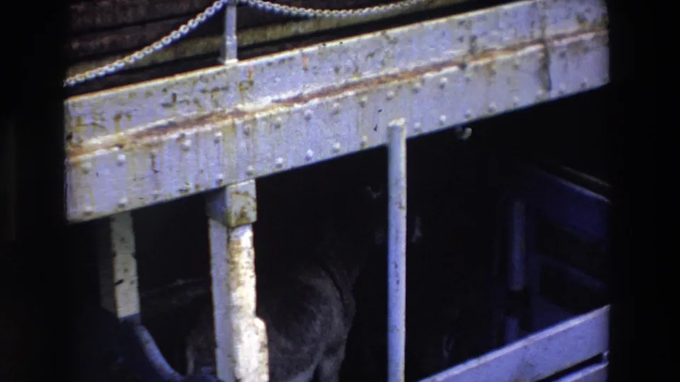 The final frame holds on the pale riveted cage rail and vertical bar, with the dark dog partly obscured below in shadowed 1969 Ireland home-movie footage.