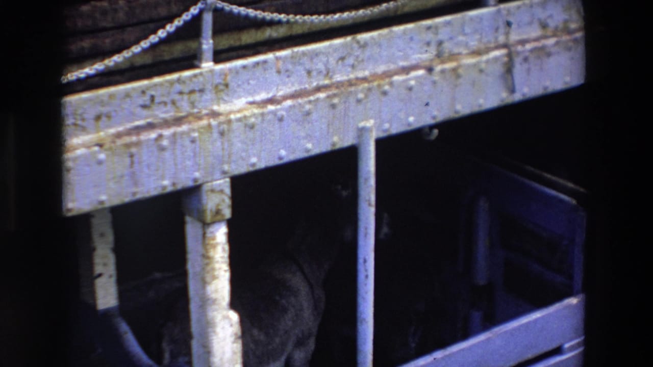 In 1969 Ireland 8mm footage, a dog is partly obscured in darkness beneath a weathered riveted metal bridge or urban structure.