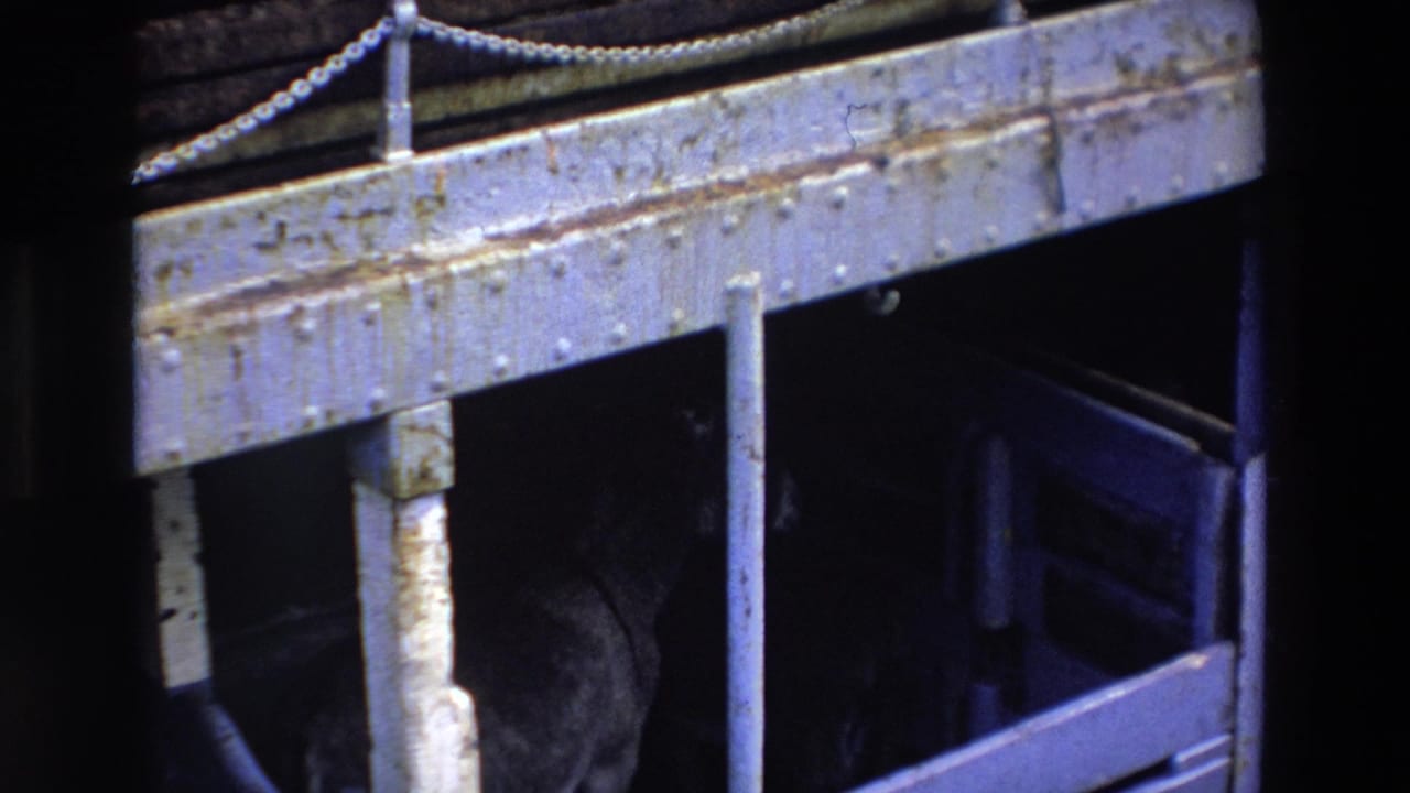 A dark urban underside in Ireland in 1969 shows a dog barely lit beneath riveted steel beams, posts, and a chain-lined edge.
