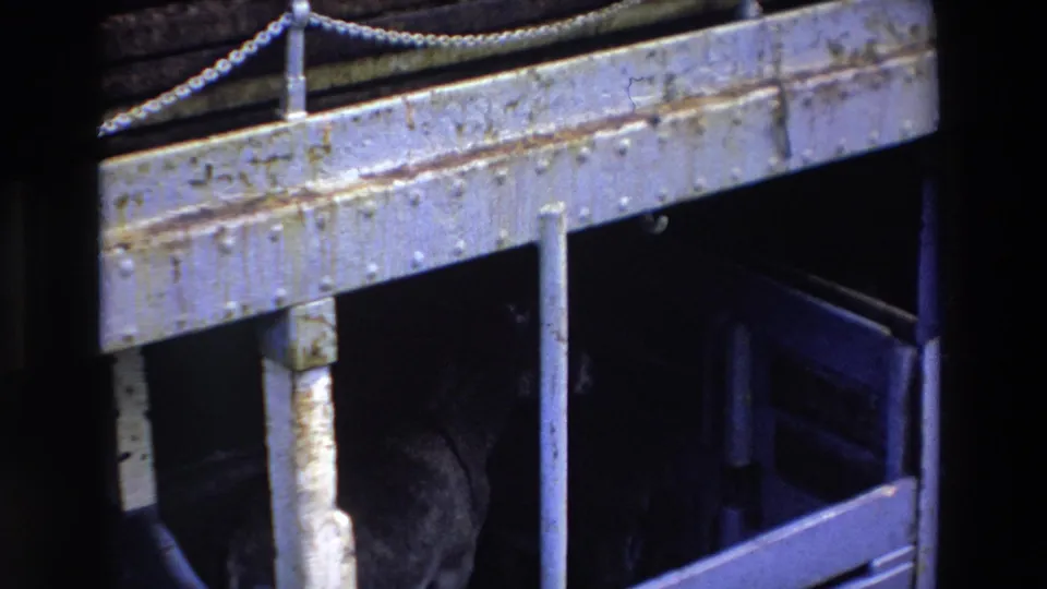 A dark urban underside in Ireland in 1969 shows a dog barely lit beneath riveted steel beams, posts, and a chain-lined edge.