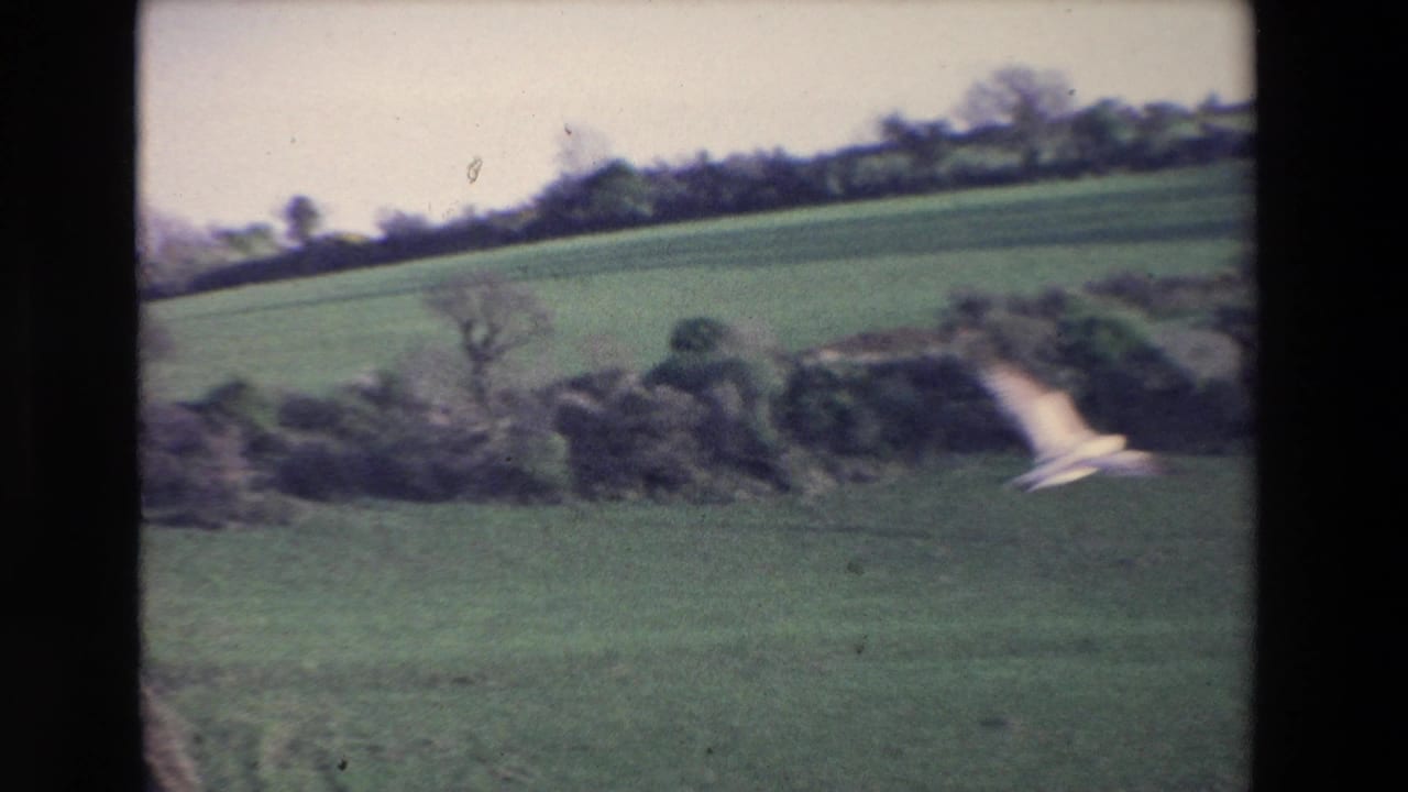 1969 Ireland countryside frame with a sloping green field, dense hedgerows, scattered trees, and a pale boundary or path crossing the right side.