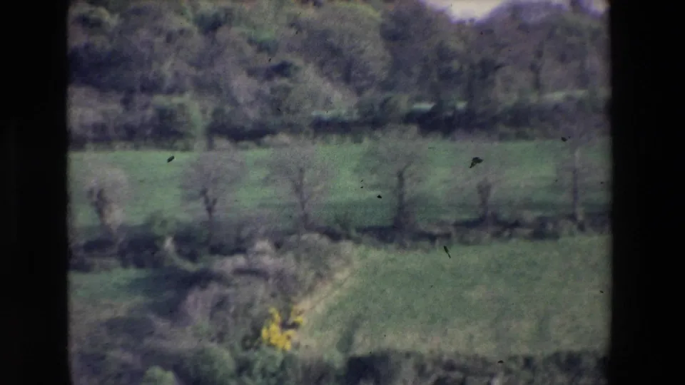 Handheld 8mm view of rural Ireland in 1969, with green field, hedgerow, scattered trees, and a small patch of yellow flowers.