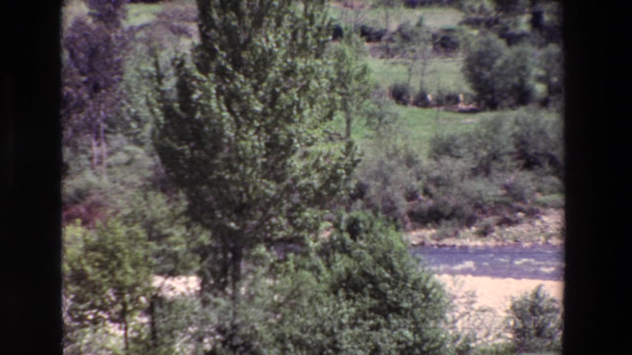 Tall trees and dense greenery beside a shallow stream with a pale bank.