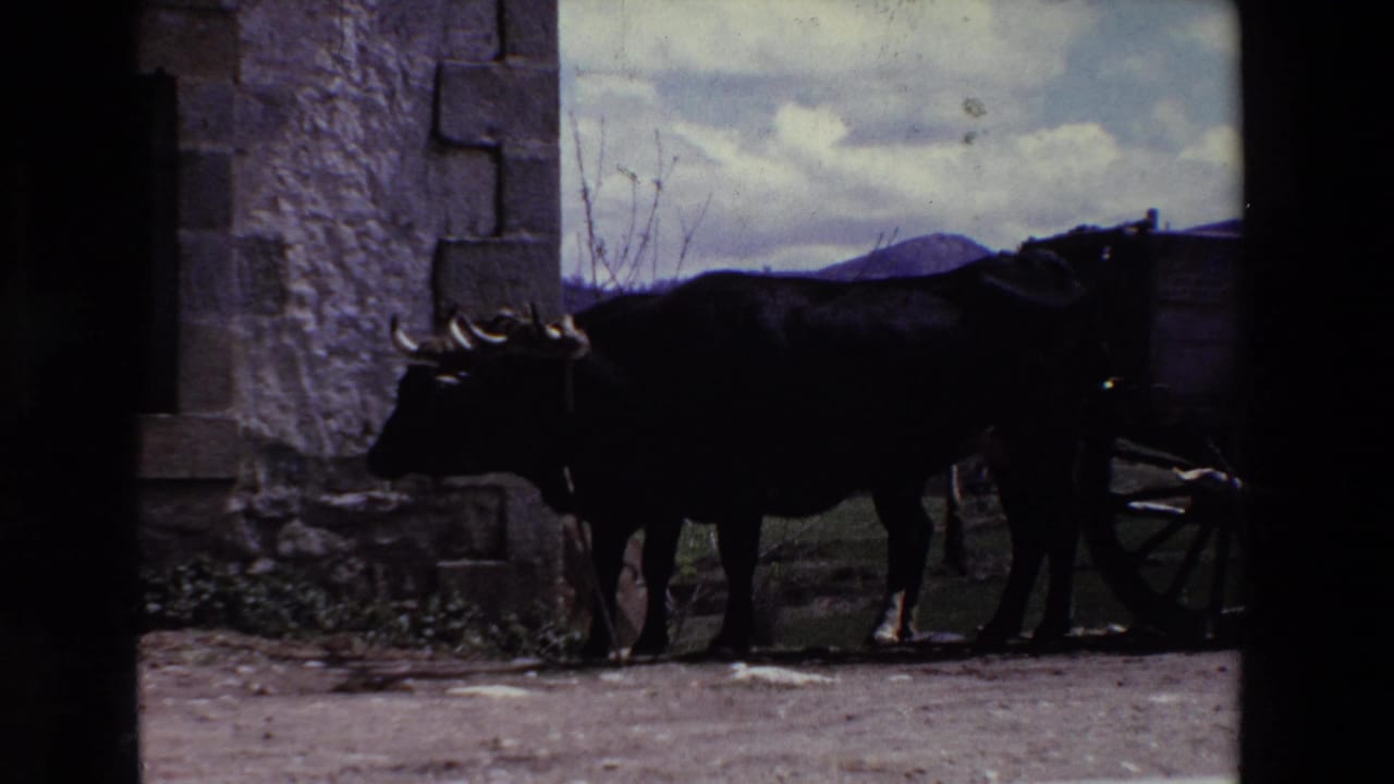 Large horned ox harnessed beside a stone building with a wooden cart partly visible.