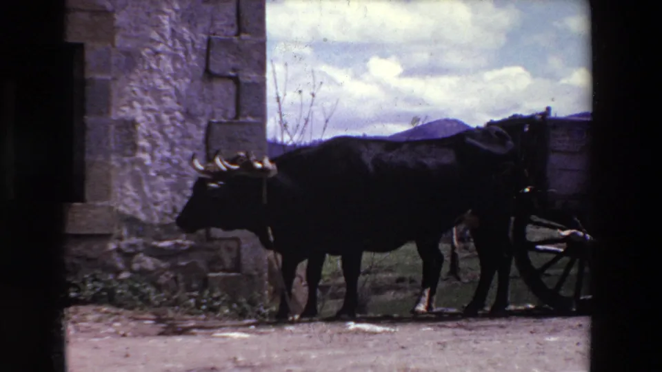 The ox remains beside the stone structure, its horns and harness visible while the cart wheel sits partly cropped at the right edge of the frame.