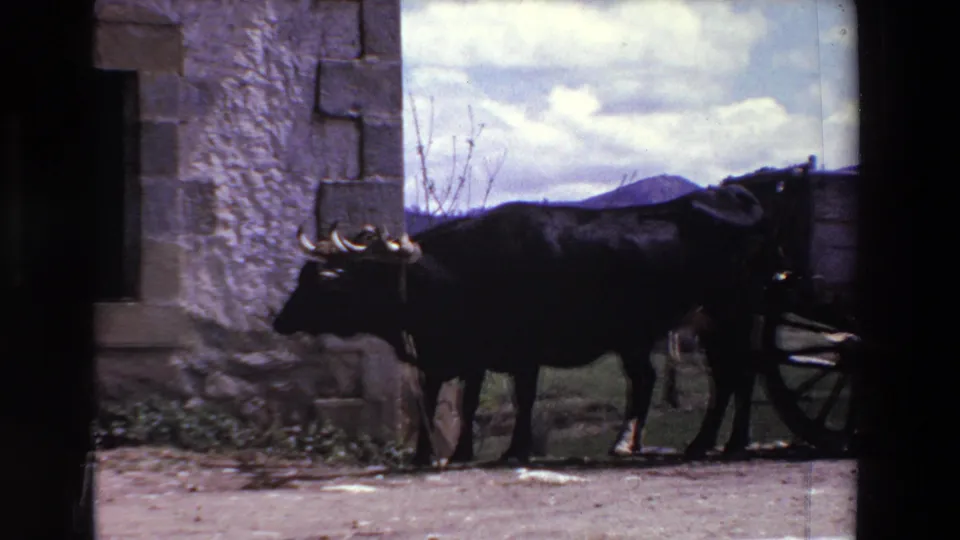 A side view shows the dark horned ox in harness beside a stone building, with the wooden cart partly visible and hills under a cloudy sky beyond.