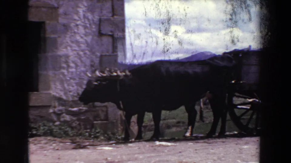 A black ox with curved horns stands harnessed to a wooden wagon beside a weathered stone building in rural Spain, 1969 metadata.