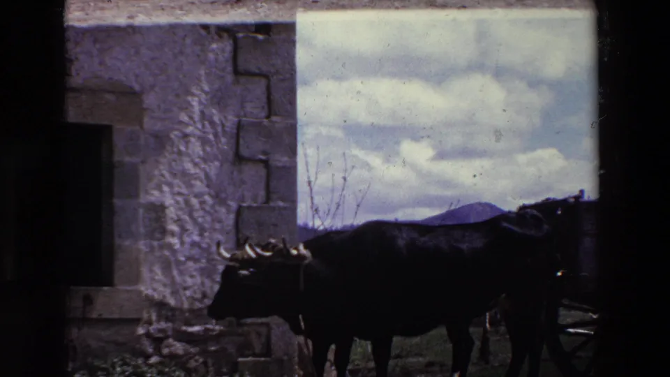 A closer cropped frame shows the ox's body, horns, and wagon hardware against a stone building and pale sky in the rural Spain clip.