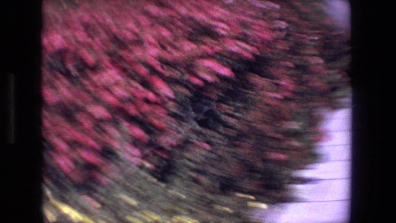 Motion-blurred flowering foliage beside a pale wall or walkway.