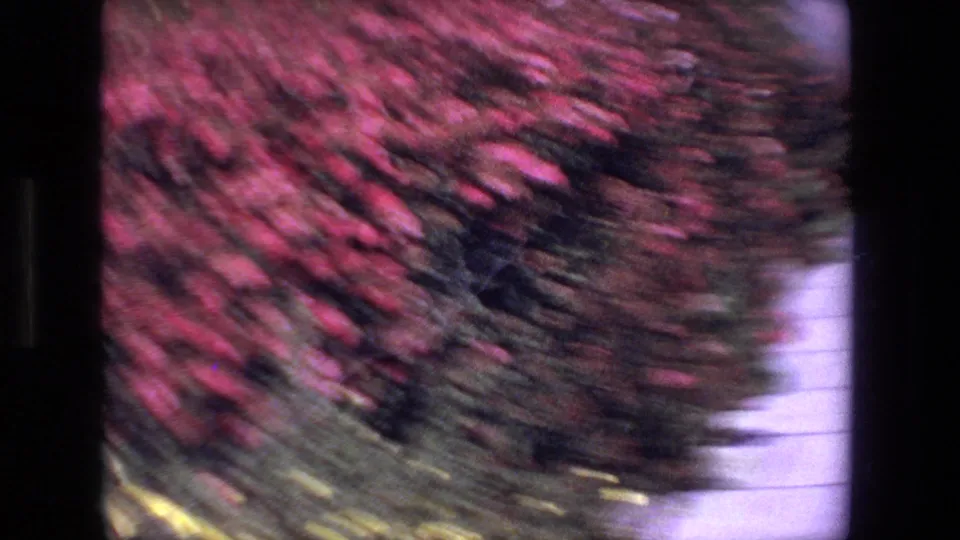 Blurred 8mm travel shot of dense pink-red flowering foliage and a pale vertical surface, suggesting the camera is moving past roadside planting.