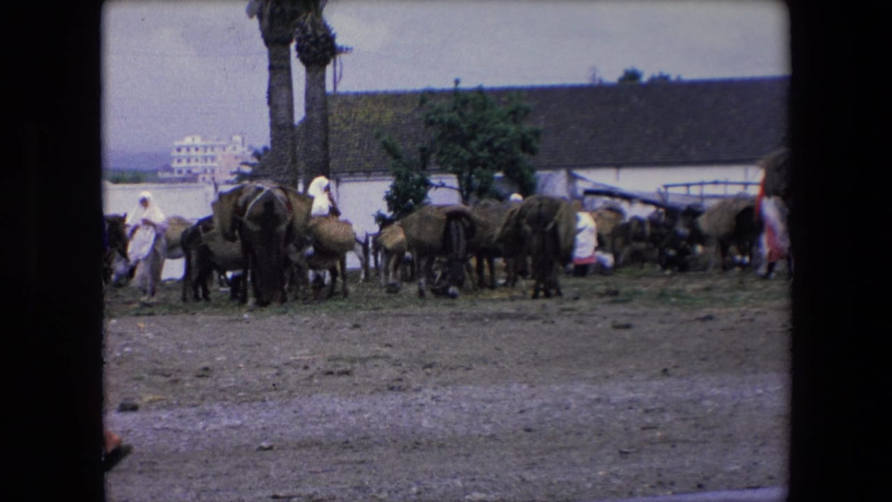 1971 Algeria 8mm frame showing donkeys and cattle in a rural yard as people in robes and white head coverings stand near palm trees and a tiled-roof building.