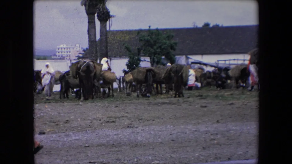 1971 Algeria 8mm frame showing donkeys and cattle in a rural yard as people in robes and white head coverings stand near palm trees and a tiled-roof building.