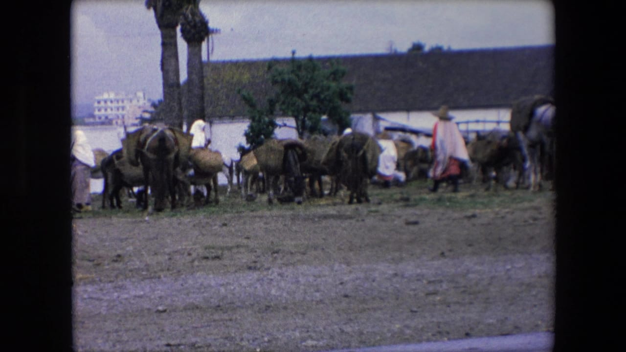 1971 Algeria home-movie frame with livestock clustered in a dusty yard while robed figures move through the scene near palm trees and a simple roofed structure.