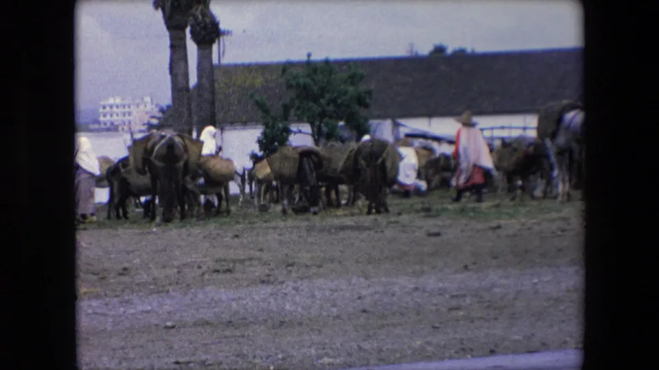 1971 Algeria home-movie frame with livestock clustered in a dusty yard while robed figures move through the scene near palm trees and a simple roofed structure.